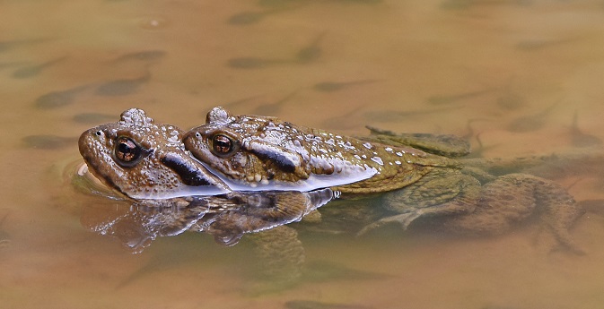 Bufo... verrucosissimus